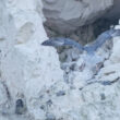 Couple de Fulmars boréaux